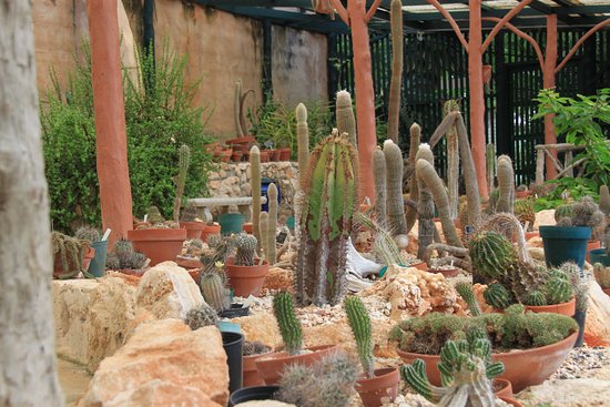 bbg-cacti