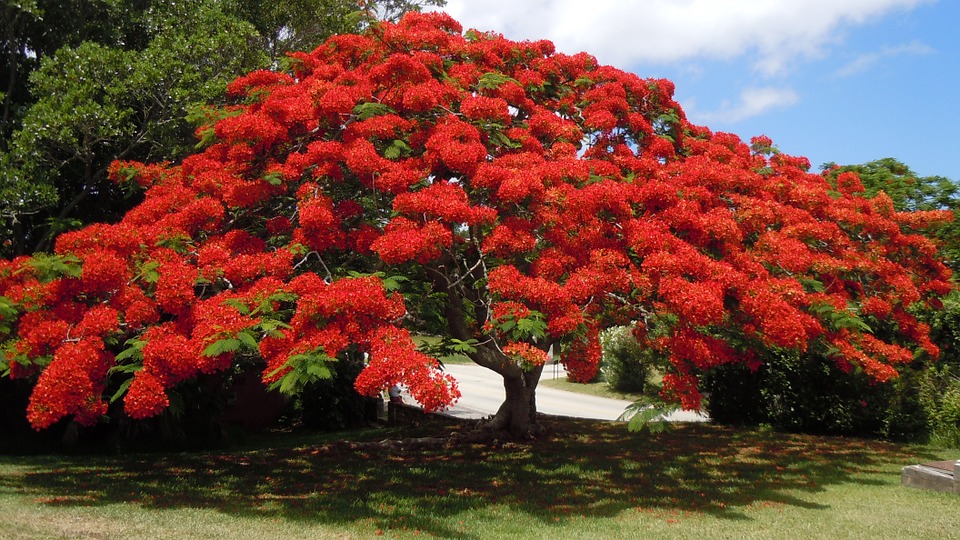 bbg-flowering-tree-poinsiana