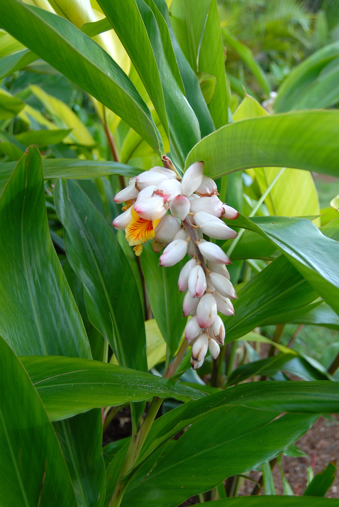 bbg-white-flower