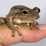 Bermuda’s Singing Tree frogs