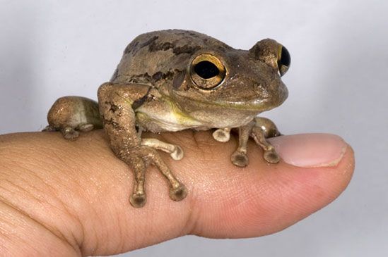 treefrog